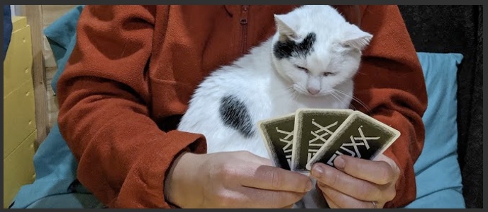 Dog looking at hand of cards.